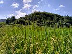 山川的田野