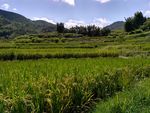 山川的田野