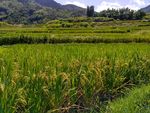 山川的田野