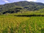 山川的田野