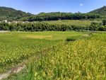 山川的田野