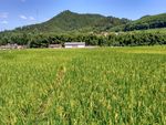 山川的田野