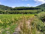 山川的田野