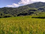山川的田野