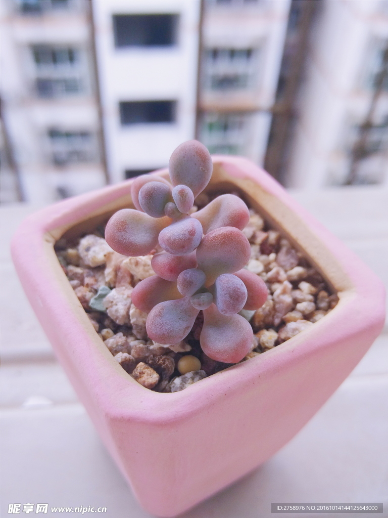 多肉植物