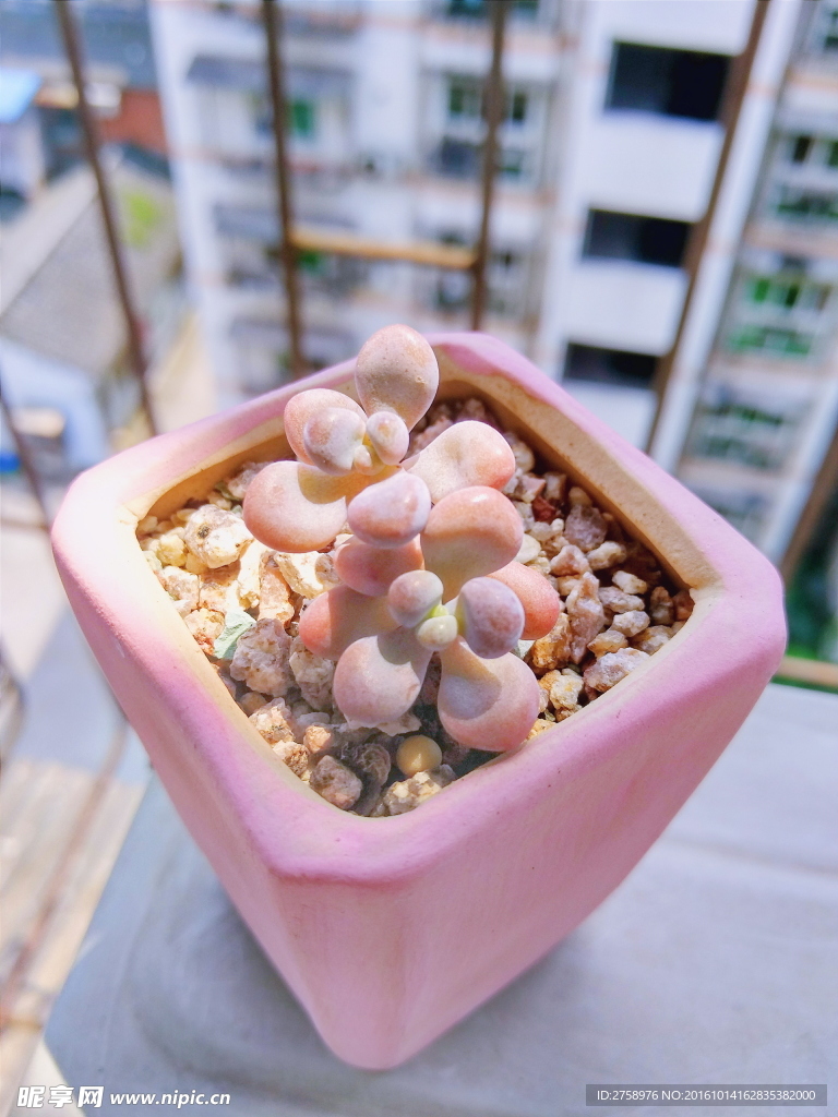 多肉植物