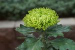 绿色菊花