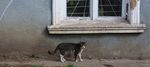 窗台下的猫