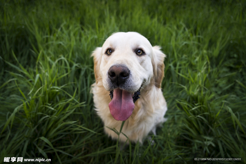 狗在草丛伸舌头