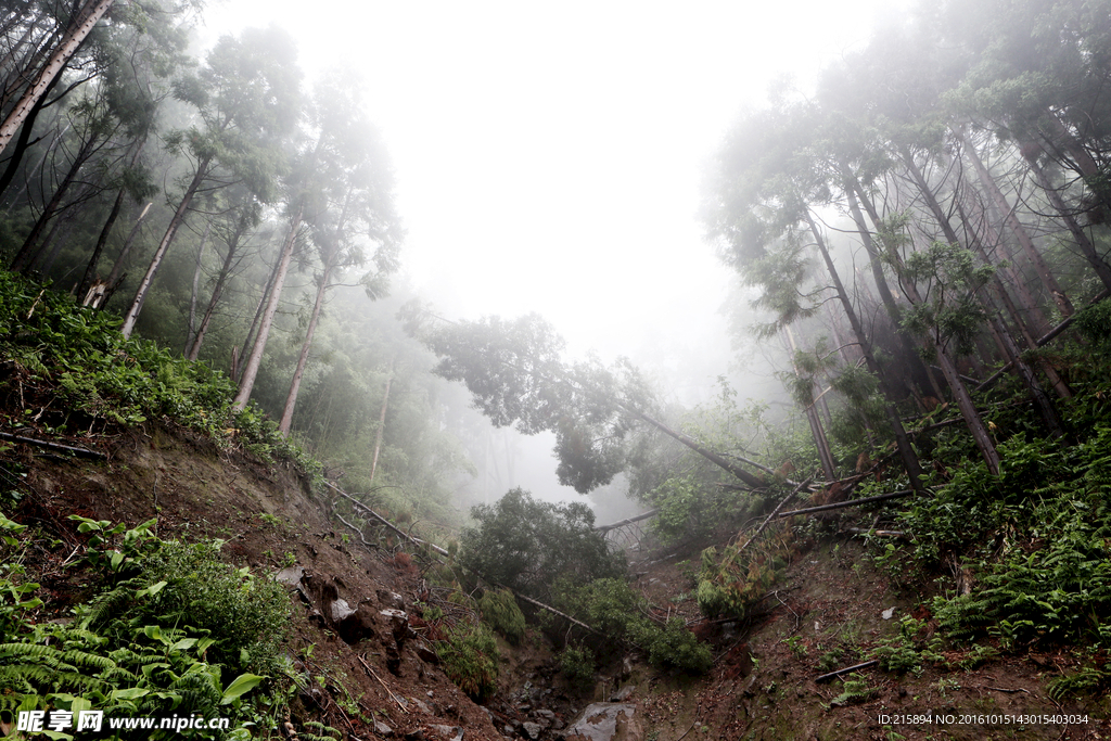 深山老林