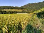 山川的田野