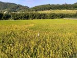 山川的田野