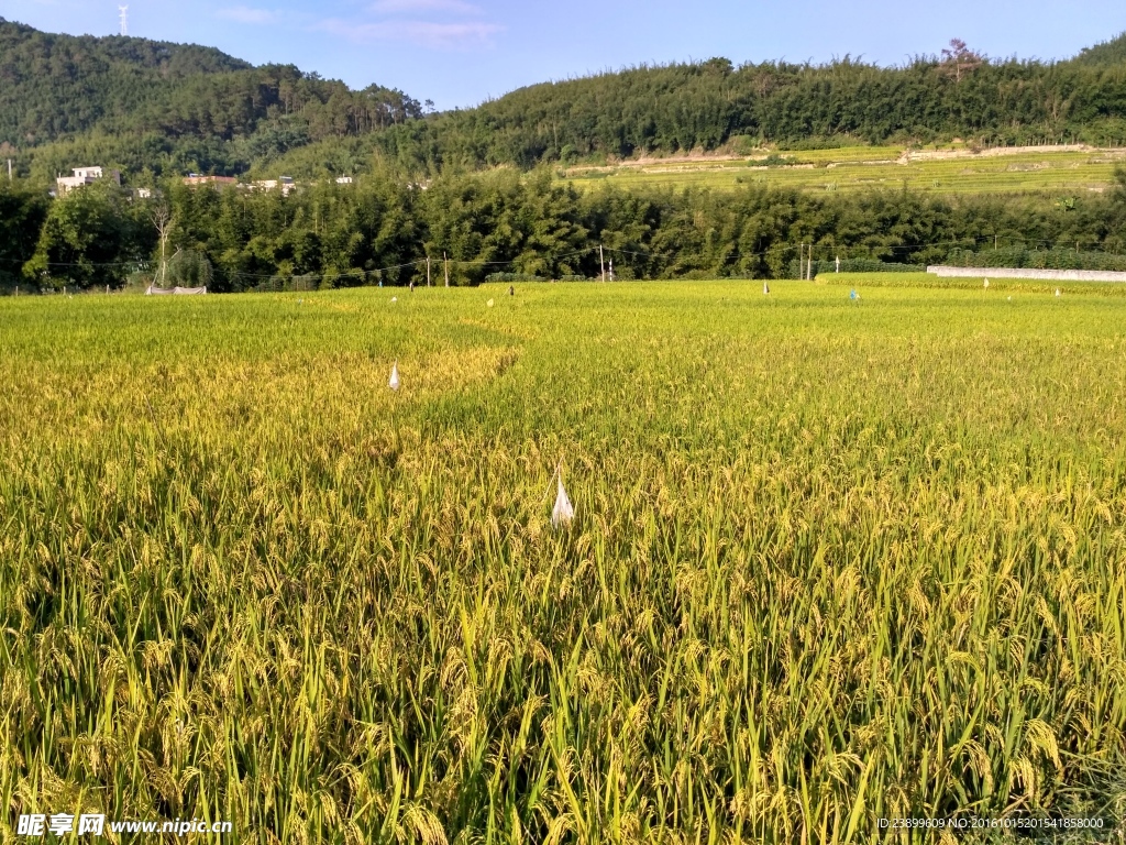 山川的田野