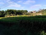 山川的田野