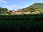 山川的田野