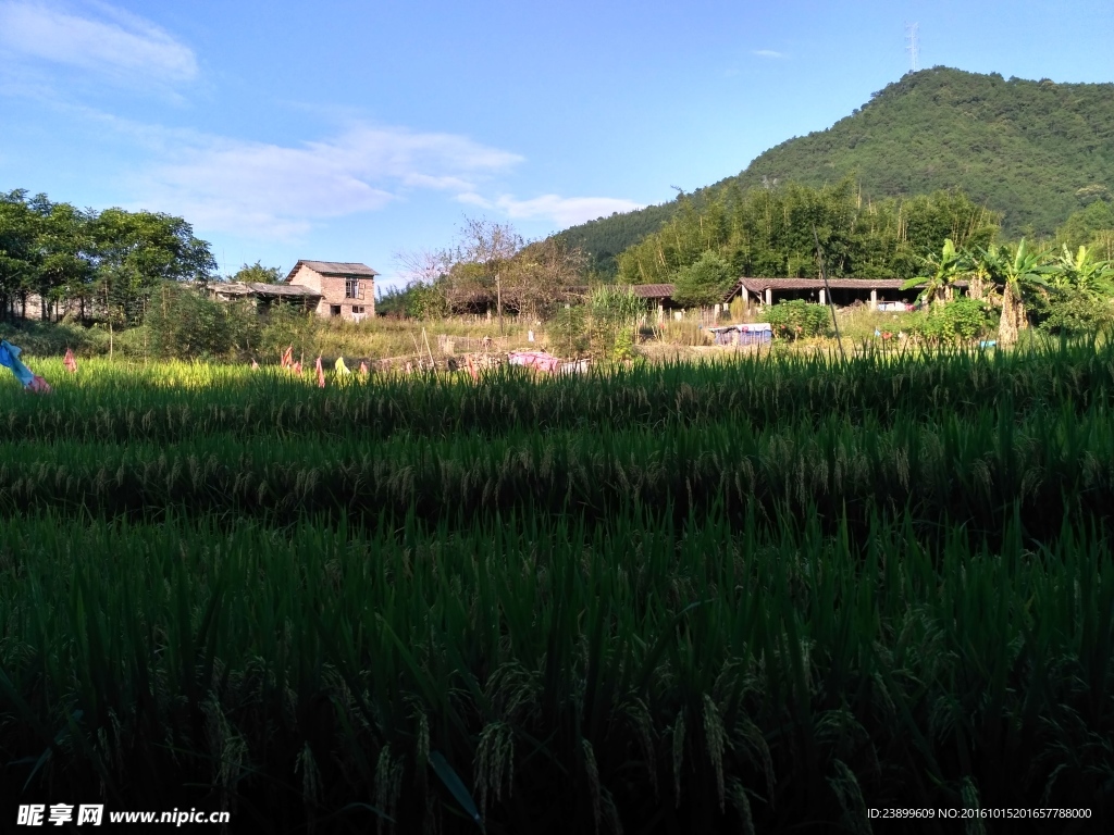 山川的田野