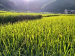 山川的田野