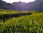 山川的田野