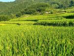 山川的田野