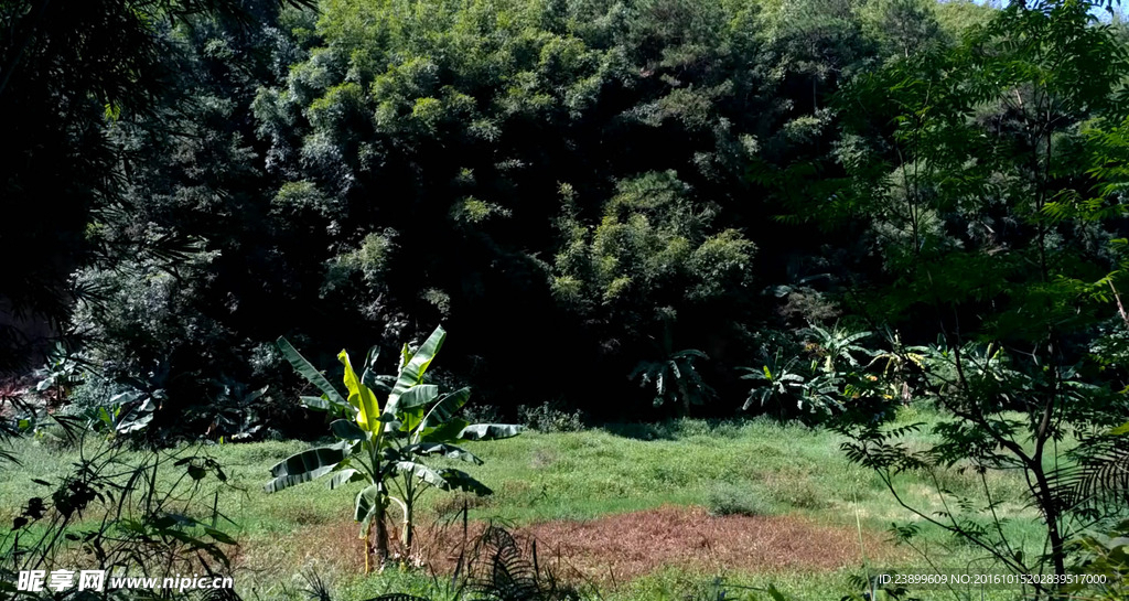 大风吹动的芭蕉树视频