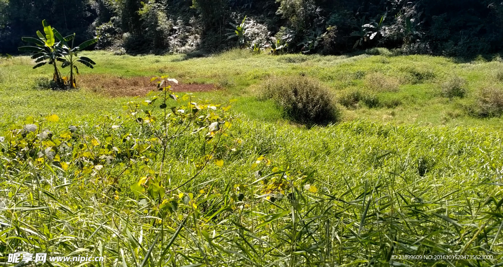 山林草地视频