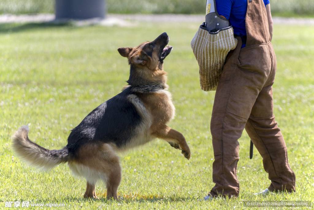 警犬