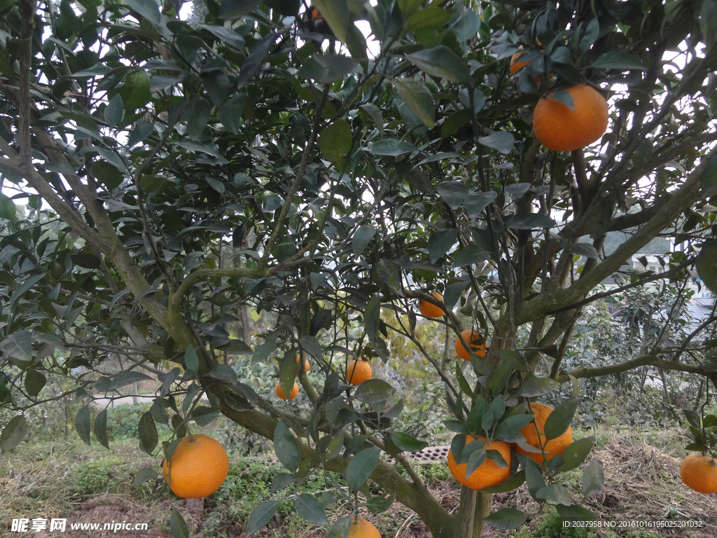 水果  柑橘  杂柑