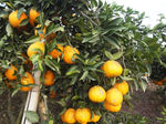 水果  柑橘  杂柑
