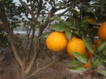 水果  柑橘  杂柑