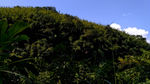 山川的树林 延时摄影