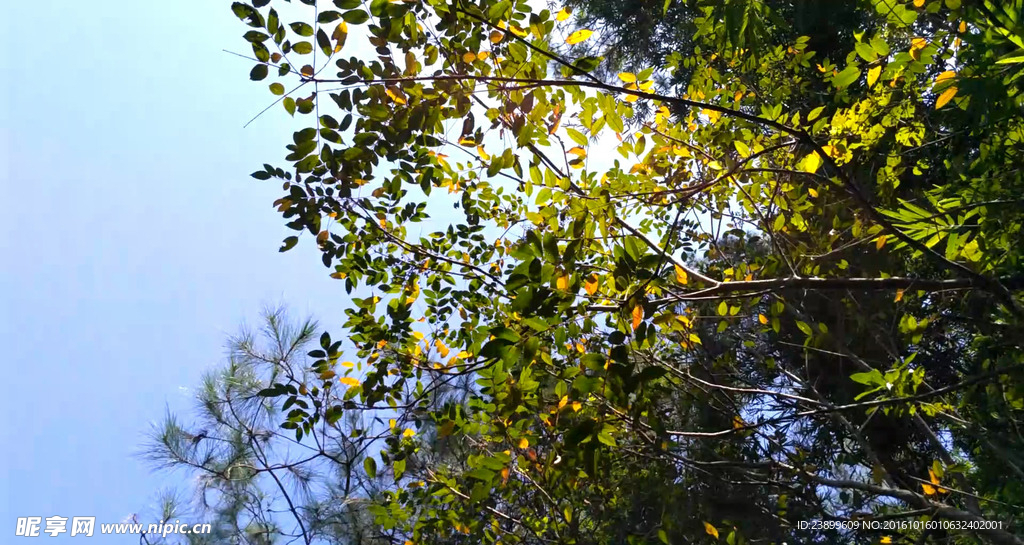 日光下的树叶 延时摄影