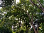 树林