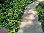 草地绿道