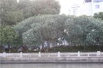 水上苏州