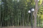 苏州园林竹林