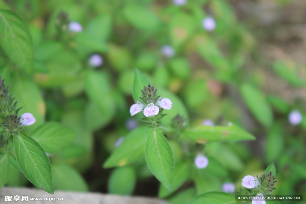 小花