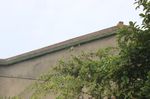 东极小鸟