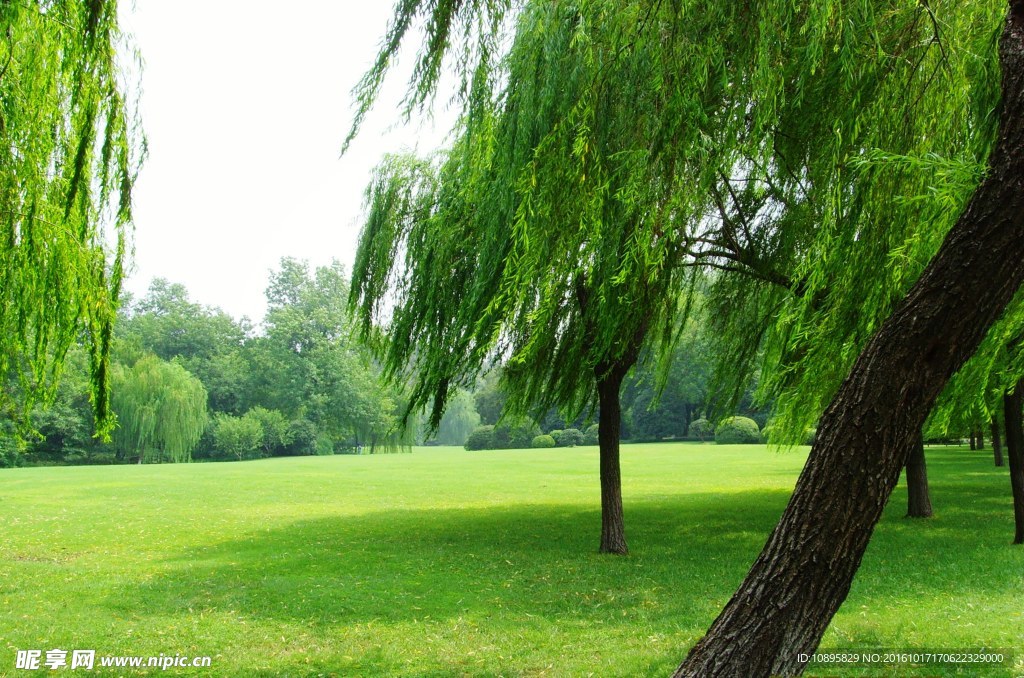 西湖垂柳与绿色草坪（高清图）