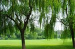 西湖垂柳与绿色草坪（高清图）