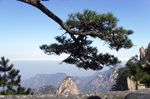 黄山松