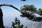 黄山松