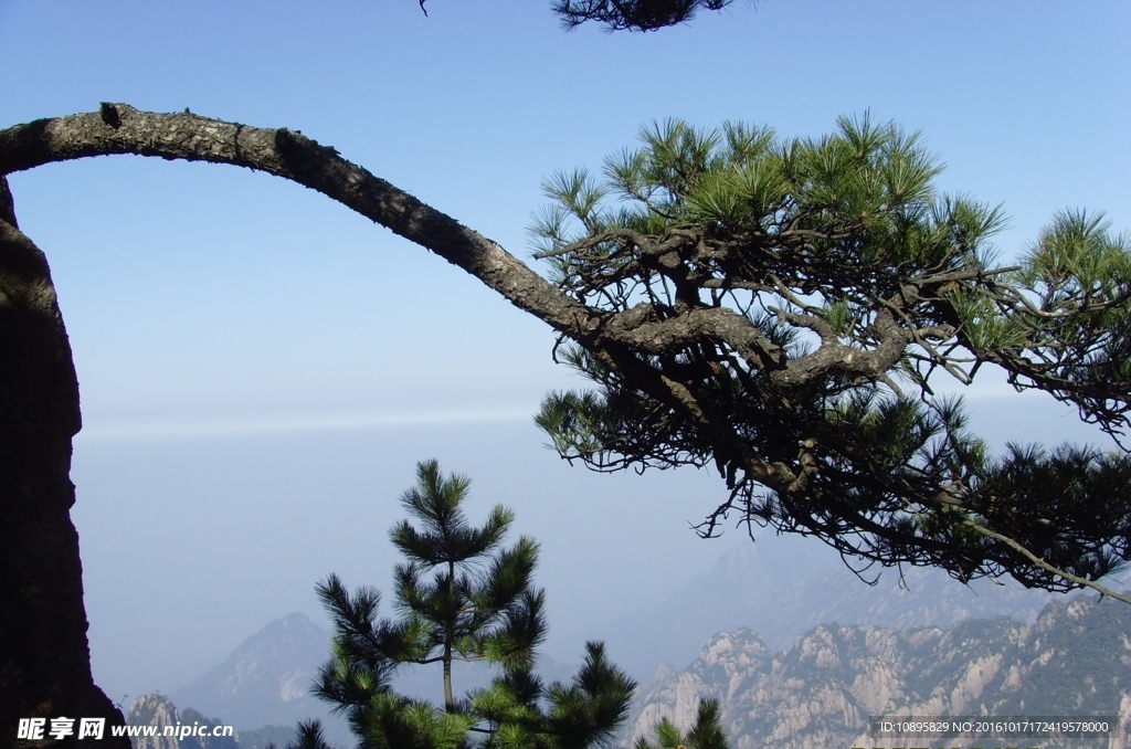 黄山松