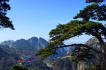 黄山松（高清）