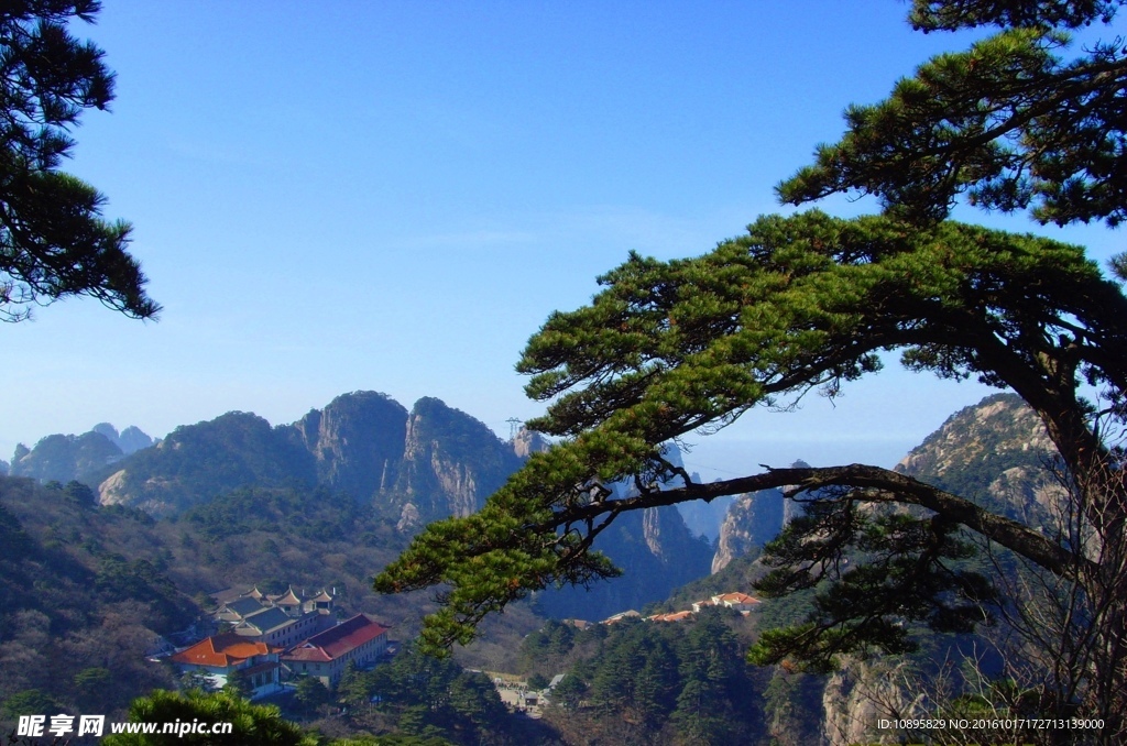 黄山松（高清）