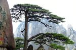 黄山迎客松（正面高清图）