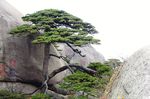 黄山迎客松（侧面高清图）