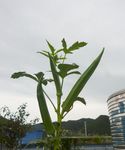 秋葵