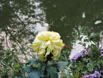 黄色菊花