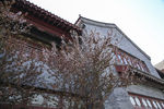 聊城龙堤古建樱花