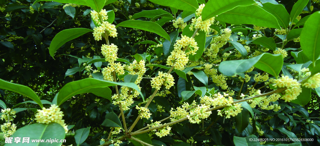 桂花